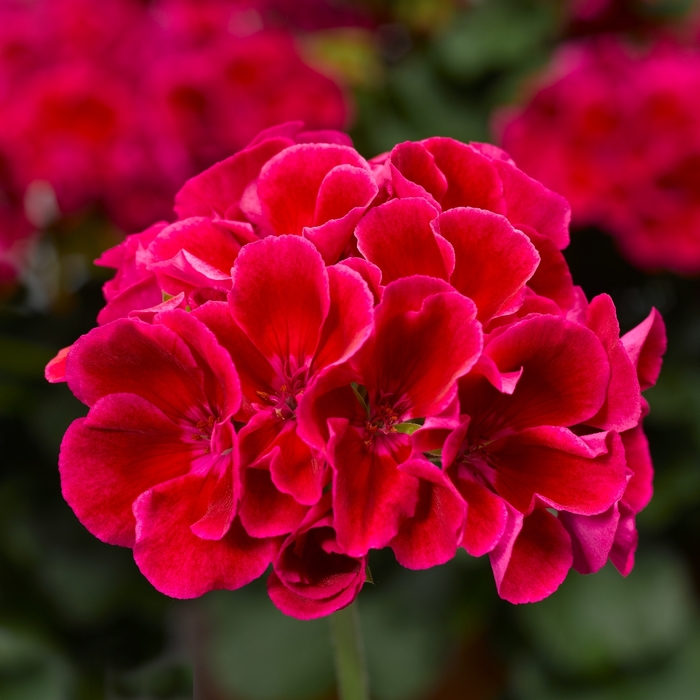 Calliope Medium Crimson Flame - Geranium - Interspecific from Bloomfield Garden Center Calliope Medium Crimson Flame - Geranium - Interspecific from Bloomfield Garden Center