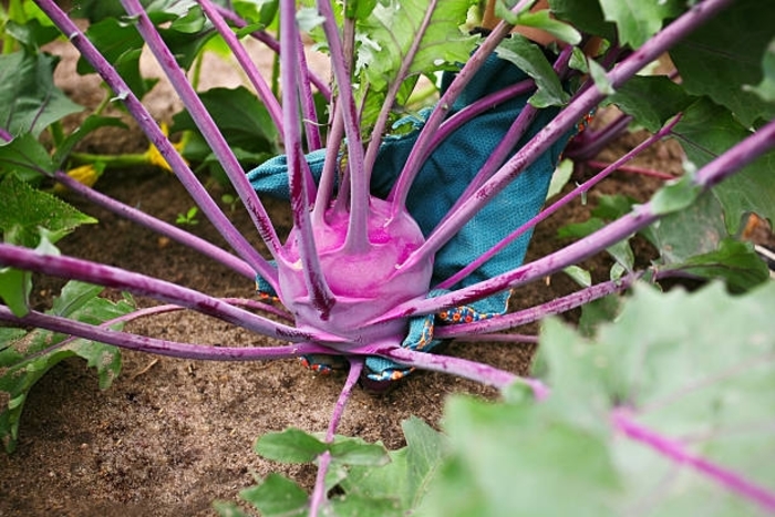 Vienna Early Purple - Kohlrabi from Bloomfield Garden Center