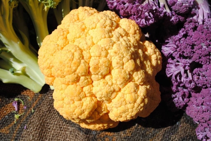 Cheddar - Cauliflower from Bloomfield Garden Center