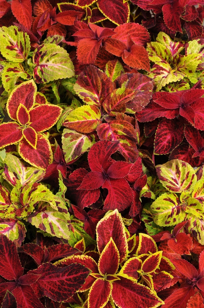 Rainbow Mix - Coleus from Bloomfield Garden Center Rainbow Mix - Coleus from Bloomfield Garden Center