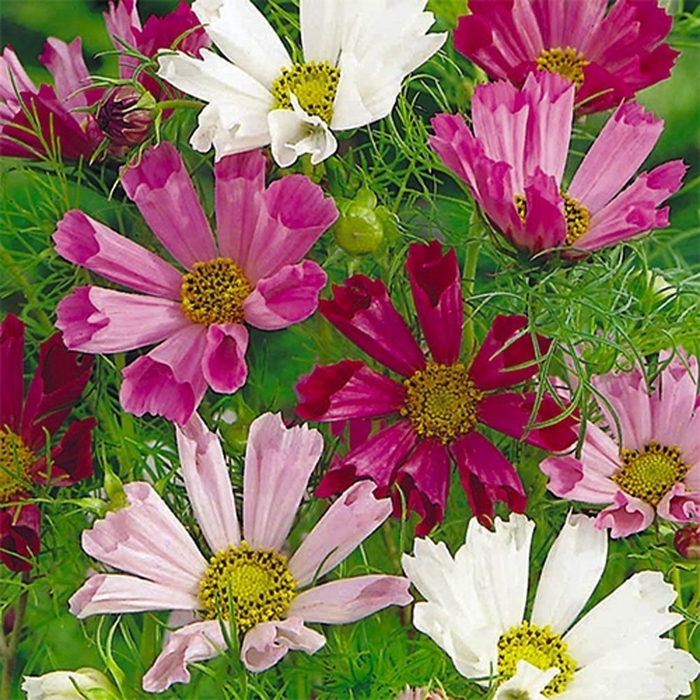 Seashells Mix - Cosmos from Bloomfield Garden Center