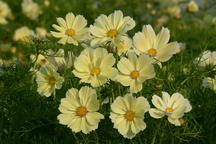 Xanthos - Cosmos from Bloomfield Garden Center