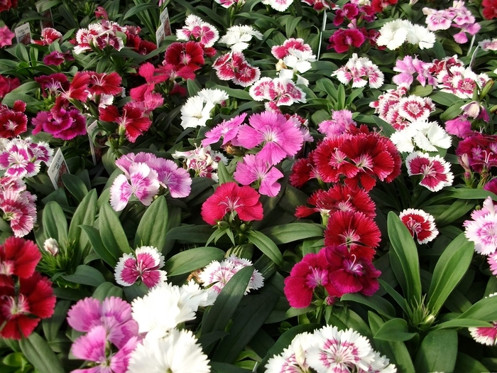 Floral Lace Mix - Dianthus from Bloomfield Garden Center