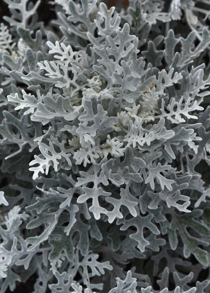 Silver Dust - Dusty Miller from Bloomfield Garden Center