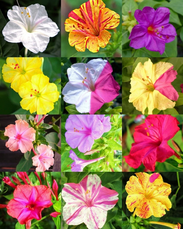 Kaleidoscope - Four O'Clock from Bloomfield Garden Center Kaleidoscope - Four O'Clock from Bloomfield Garden Center