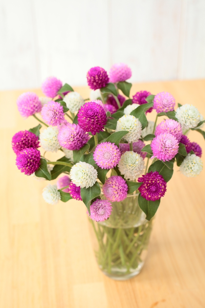 Ping Pong Mix - Gomphrena from Bloomfield Garden Center Ping Pong Mix - Gomphrena from Bloomfield Garden Center