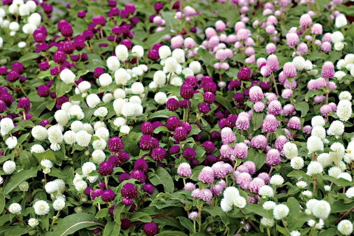 Gnome Mix - Gomphrena from Bloomfield Garden Center