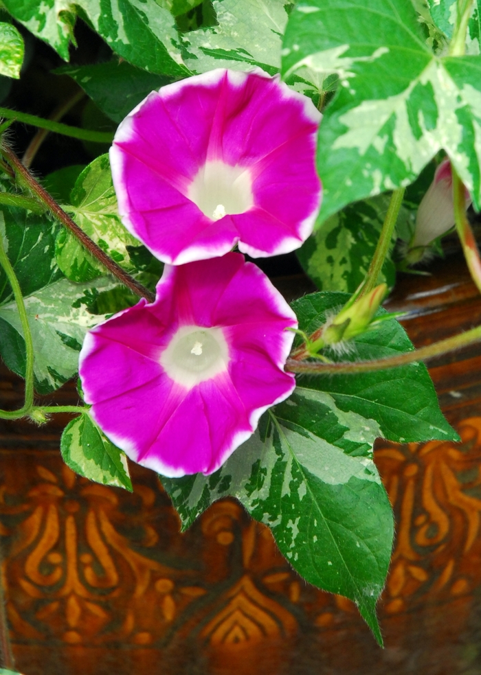 Happy Hour Rose - Morning Glory from Bloomfield Garden Center
