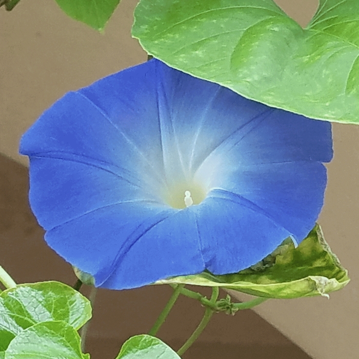 Heavenly Blue - Morning Glory from Bloomfield Garden Center