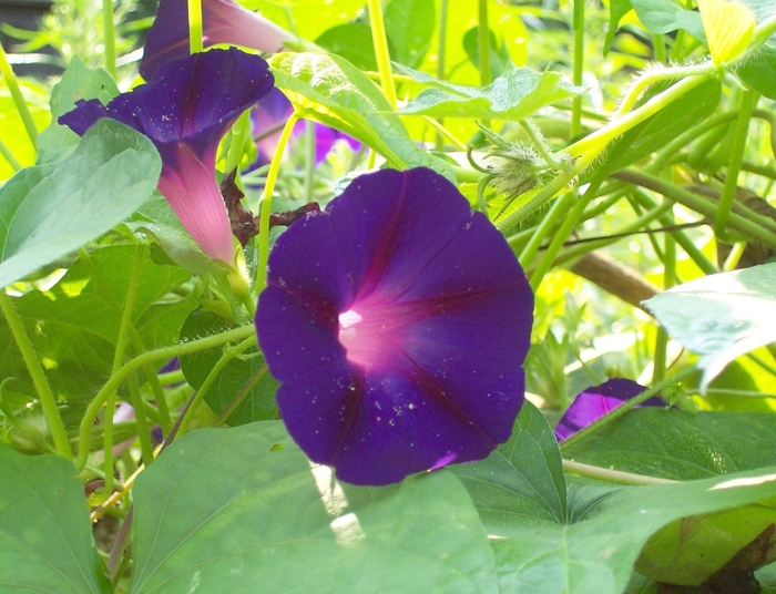 Grandpa Otts - Morning Glory from Bloomfield Garden Center