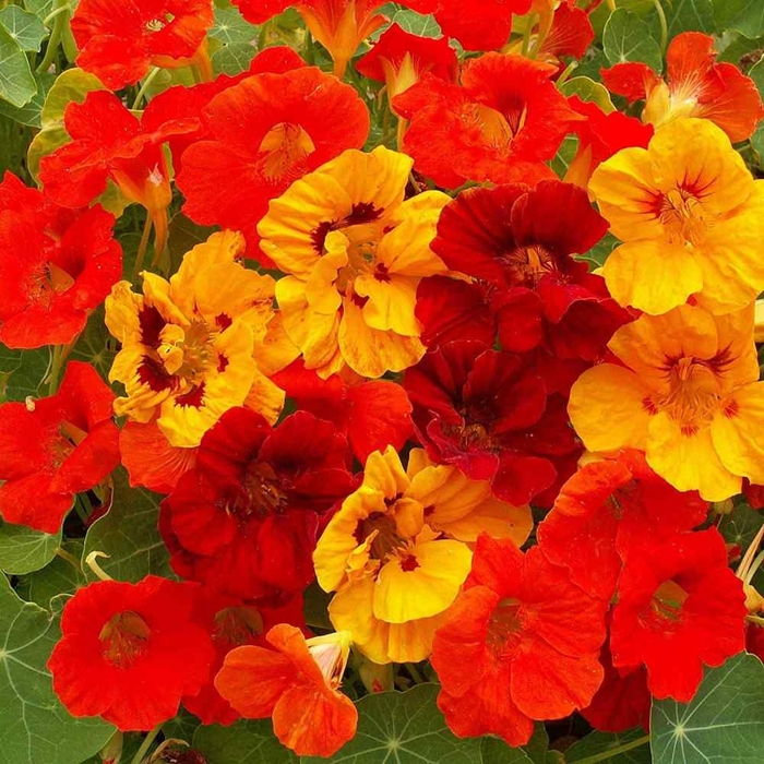 Dwarf Jewel Mix - Nasturtium from Bloomfield Garden Center