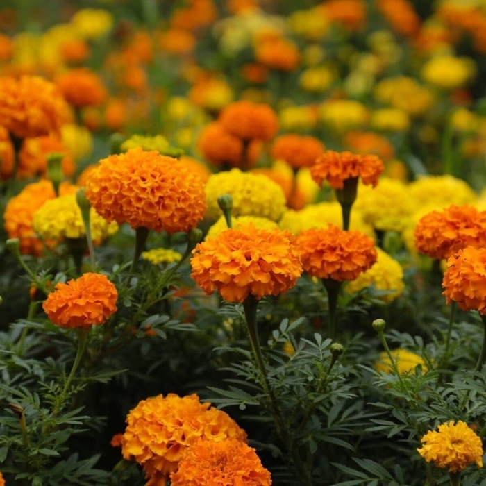 CrackerJack Mix - Marigold - African from Bloomfield Garden Center