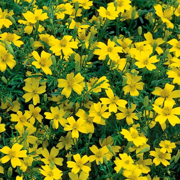 Lulu - Marigold - Signata from Bloomfield Garden Center