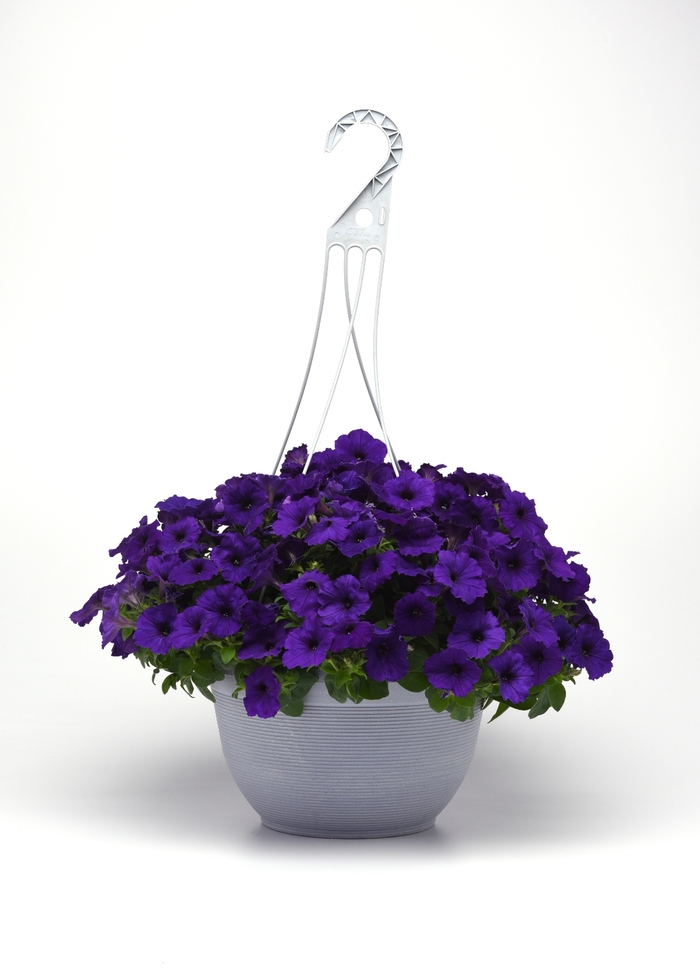 E3 Easy Wave Blue - Petunia - Easy Wave from Bloomfield Garden Center