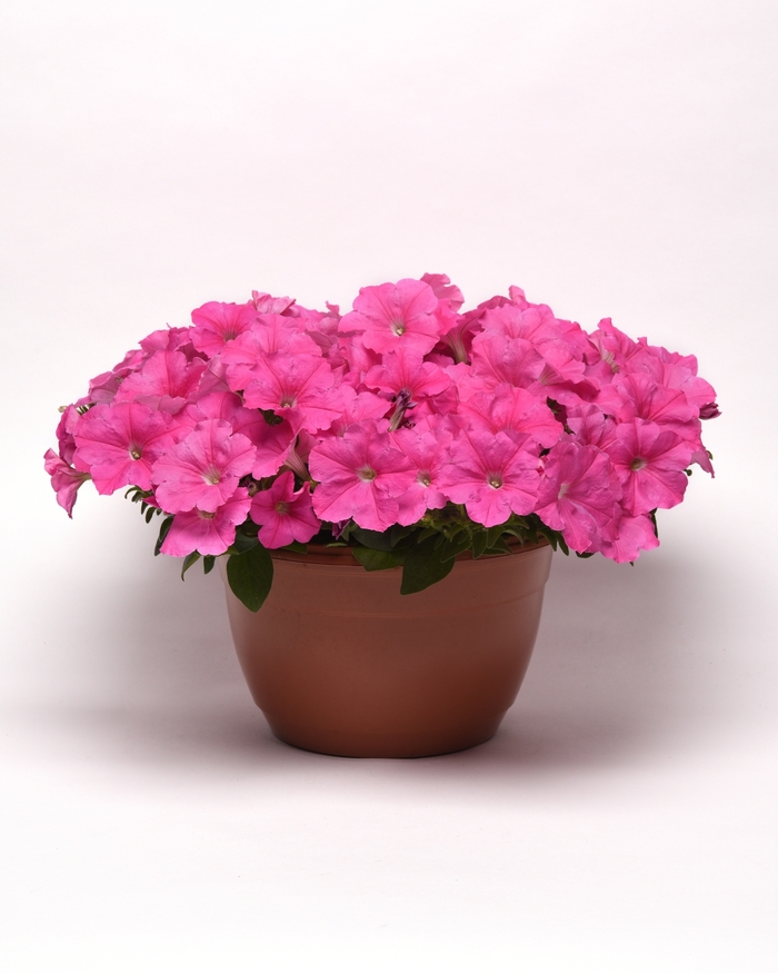 E3 Easy Wave Pink - Petunia - Easy Wave from Bloomfield Garden Center E3 Easy Wave Pink - Petunia - Easy Wave from Bloomfield Garden Center