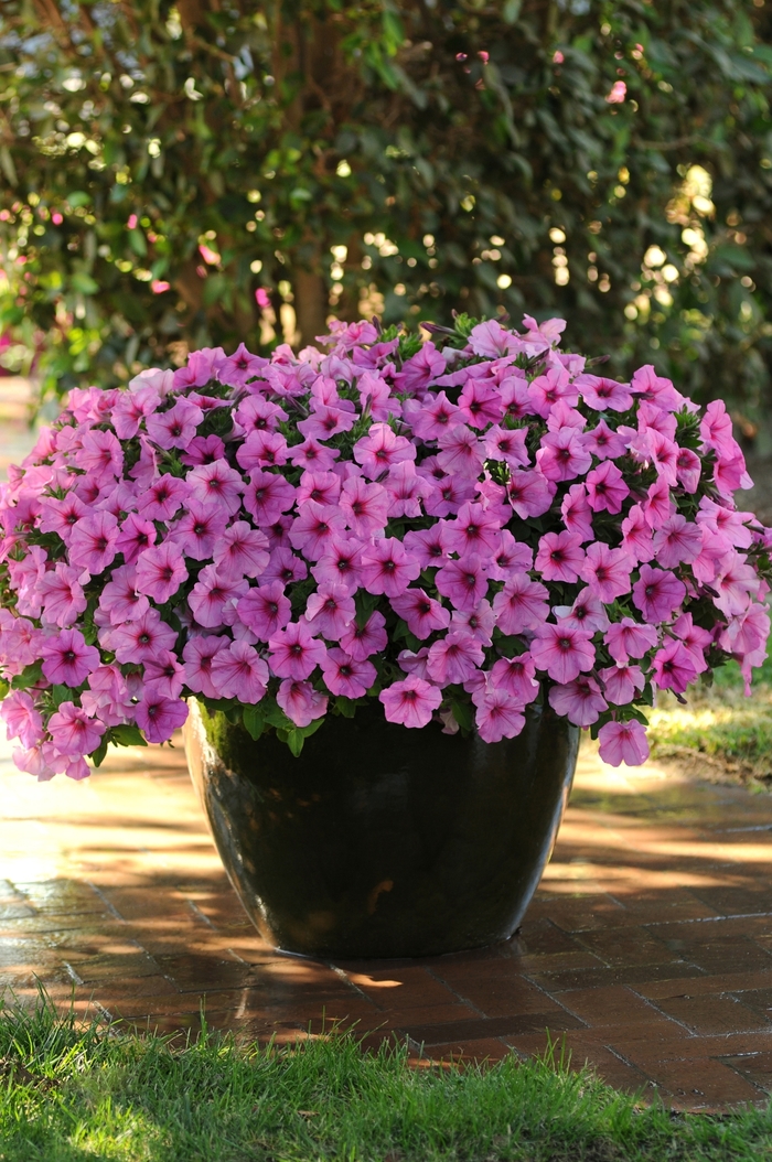 Easy Wave Pink Passion - Petunia - Easy Wave from Bloomfield Garden Center