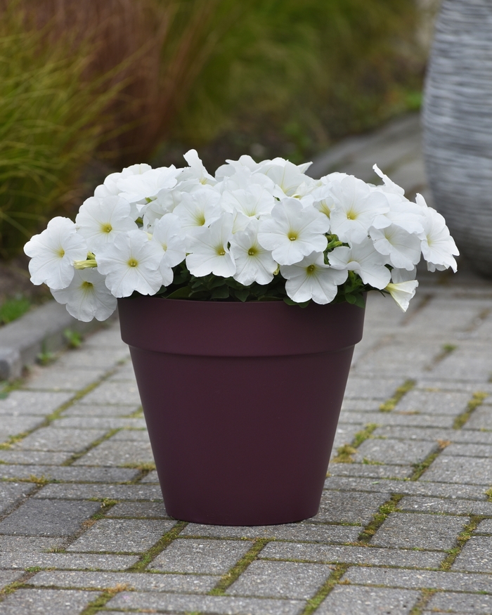 E3 Easy Wave White - Petunia - Easy Wave from Bloomfield Garden Center E3 Easy Wave White - Petunia - Easy Wave from Bloomfield Garden Center