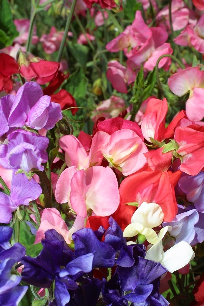 Mammoth Mix - Sweet Pea from Bloomfield Garden Center
