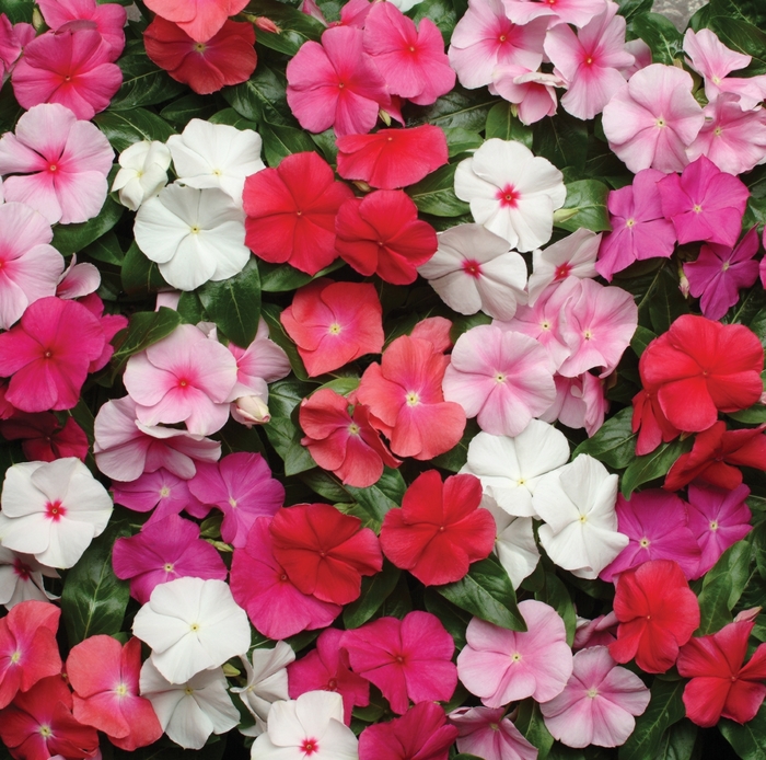 Pacifica XP Mix - Vinca - Flowering from Bloomfield Garden Center
