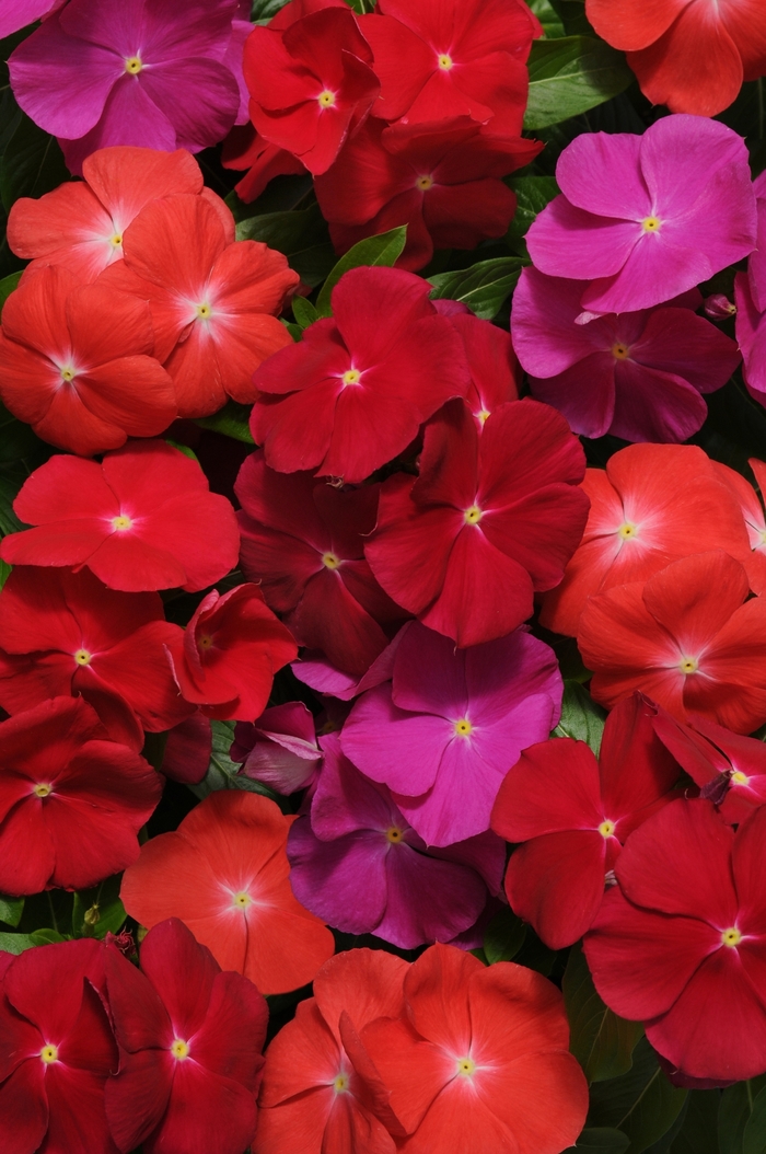 Pacifica XP Bold Mix - Vinca - Flowering from Bloomfield Garden Center