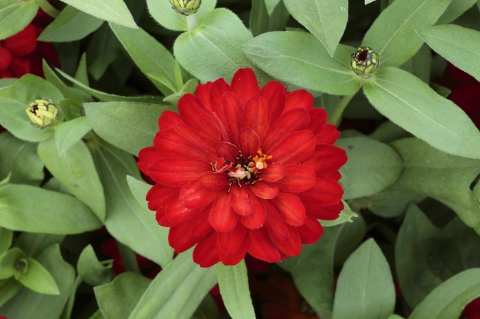 Profusion Double Red - Zinnia from Bloomfield Garden Center
