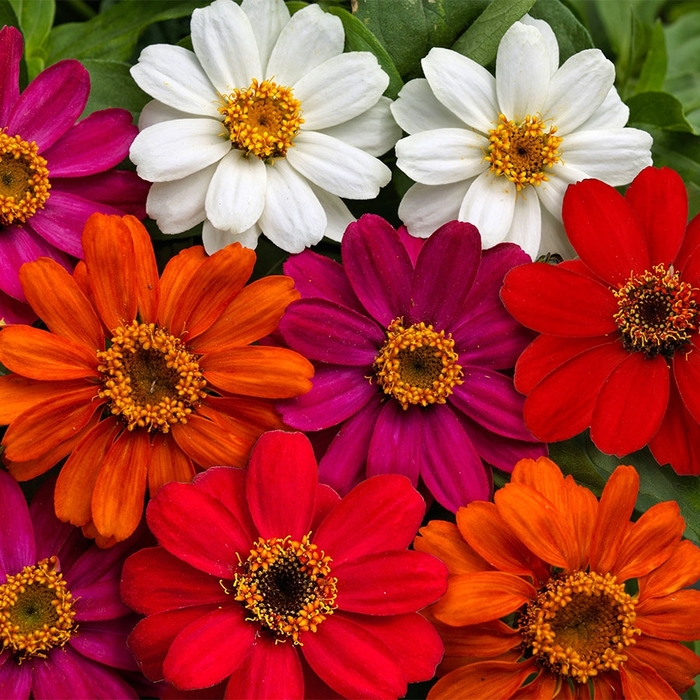 Profusion Mix - Zinnia from Bloomfield Garden Center