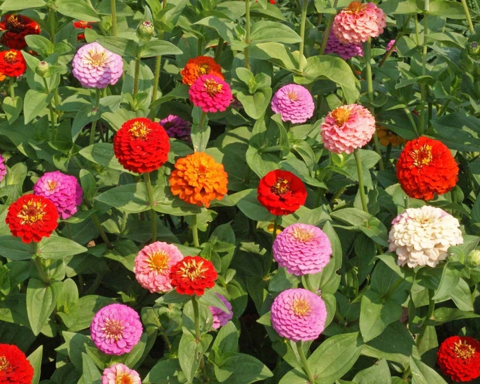 Lilliput Mix - Zinnia from Bloomfield Garden Center