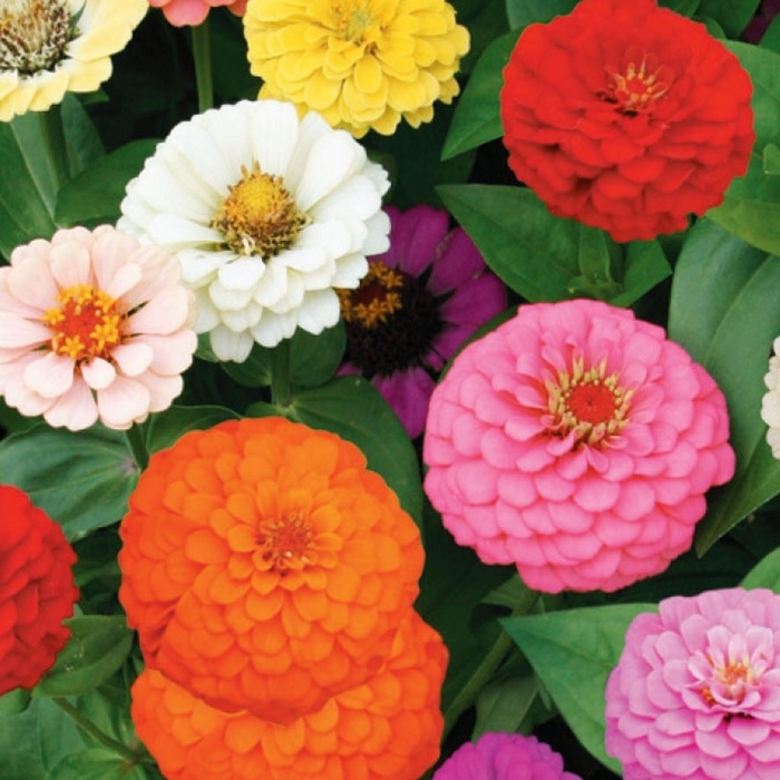 Cut & Come Again Mix - Zinnia from Bloomfield Garden Center