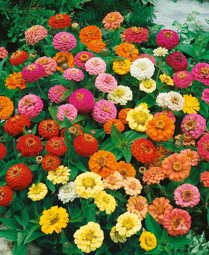 Thumbelina Mix - Zinnia from Bloomfield Garden Center Thumbelina Mix - Zinnia from Bloomfield Garden Center