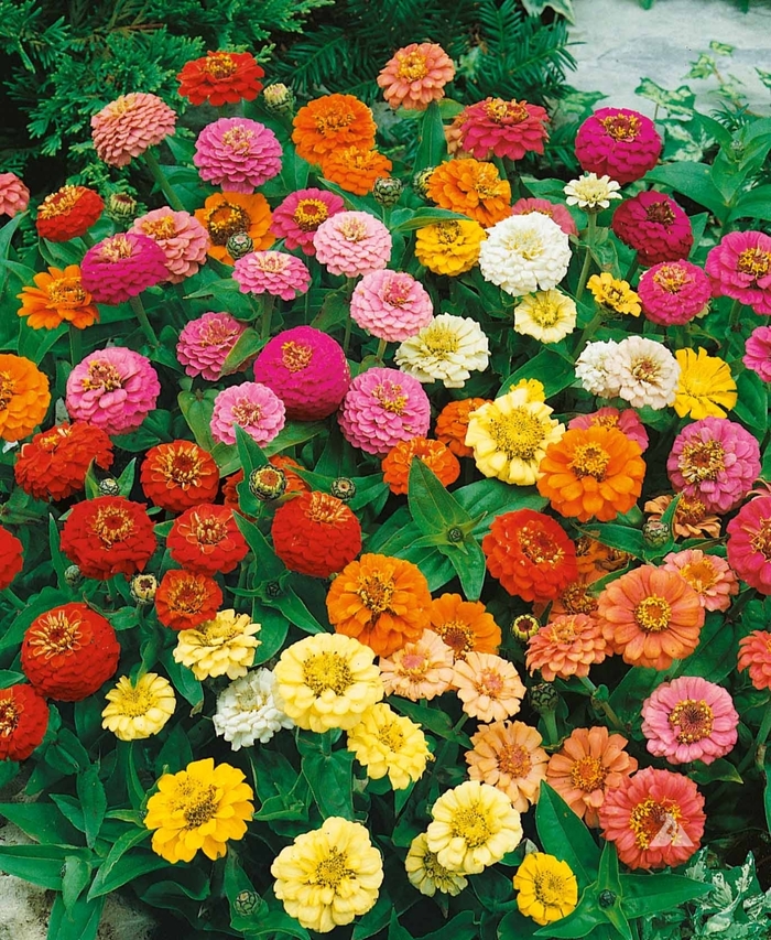 Thumbelina Mix - Zinnia from Bloomfield Garden Center