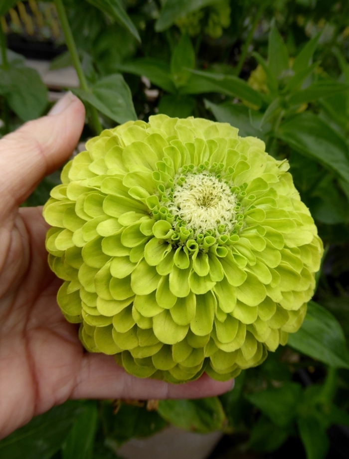 Queeny Lime - Zinnia from Bloomfield Garden Center