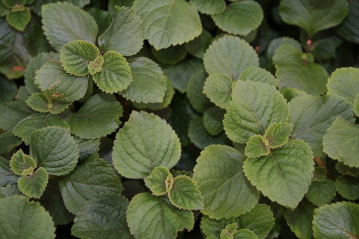 Swedish Ivy Purple - Plectranthus coleoides from Bloomfield Garden Center