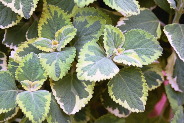 Lemon Twist - Plectranthus ciliatus from Bloomfield Garden Center Lemon Twist - Plectranthus ciliatus from Bloomfield Garden Center