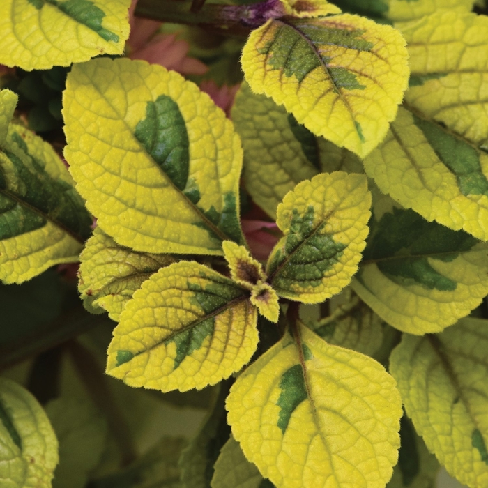 FanciFillers Guacamole - Plectranthus from Bloomfield Garden Center