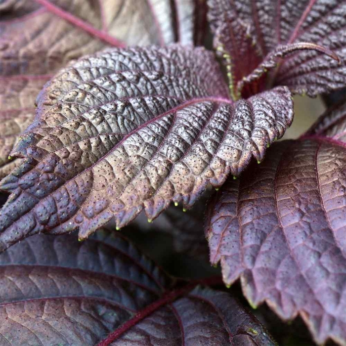 Purple Passion - Perilla frutescens from Bloomfield Garden Center