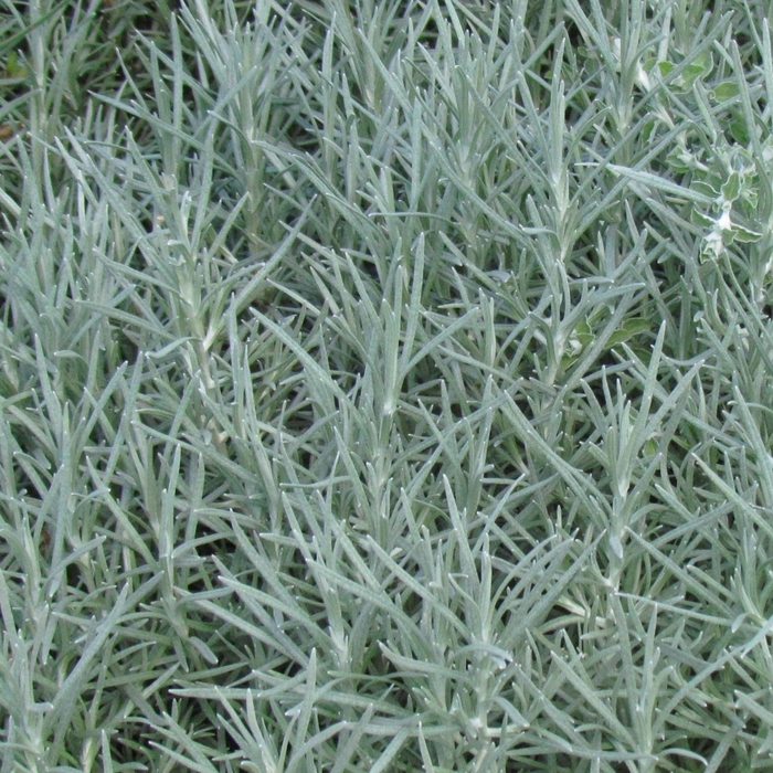 Icicles - Helichrysum thianschanicum from Bloomfield Garden Center