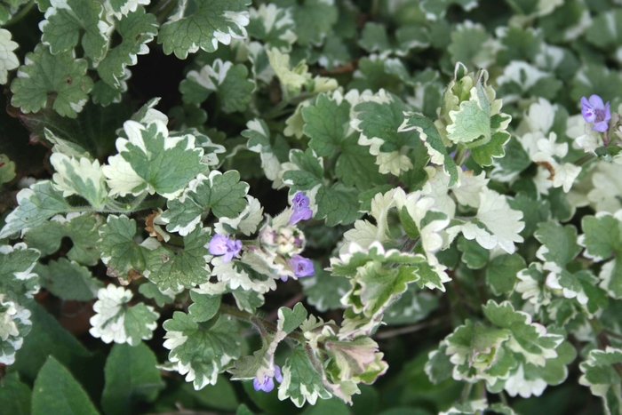 Catmint Vine - Glechoma from Bloomfield Garden Center