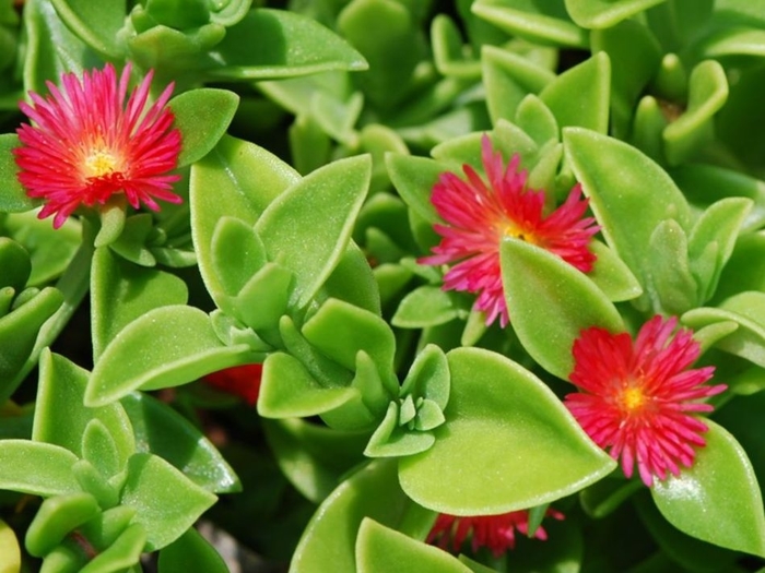 Candy Apple Red - Dorotheanthus - Ice Plant from Bloomfield Garden Center