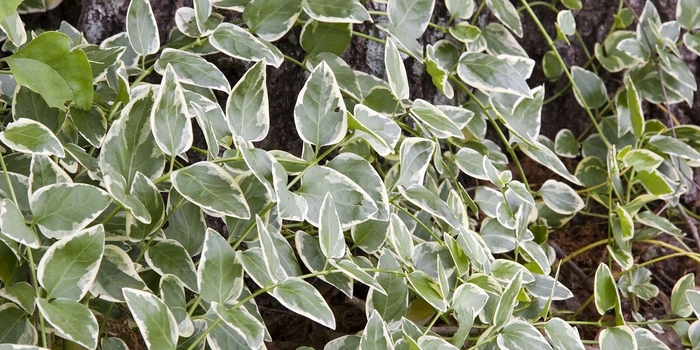 Variegated Vinca Major expoflora - Vinca Vine from Bloomfield Garden Center