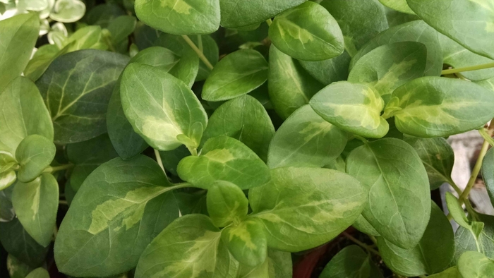 Vinca Maculatus - Vinca Vine from Bloomfield Garden Center