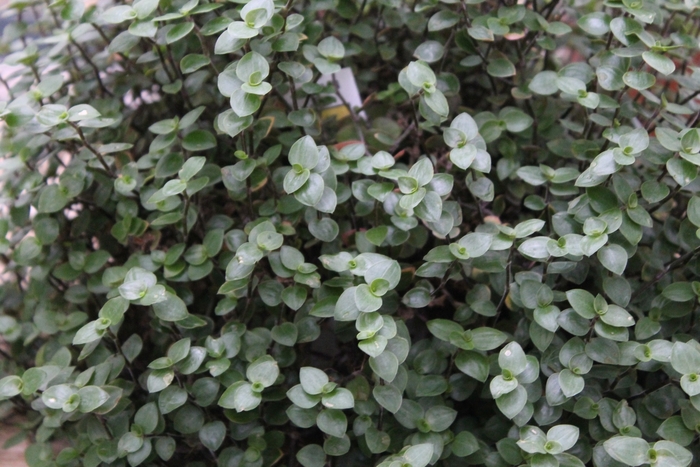 Bolivian Mini Wandering Jew - Tradescantia from Bloomfield Garden Center