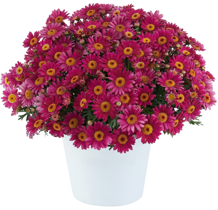 Lollies Berry Gummy - Argyranthemum from Bloomfield Garden Center