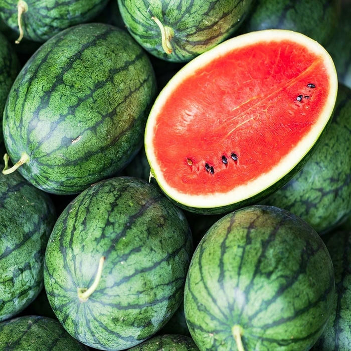 Jubilee - Watermelon from Bloomfield Garden Center