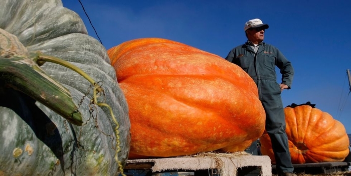 Atlantic Giant - Pumpkin from Bloomfield Garden Center