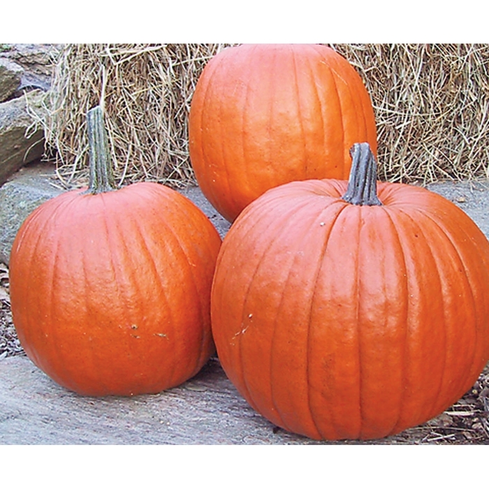 Autumn Gold - Pumpkin from Bloomfield Garden Center