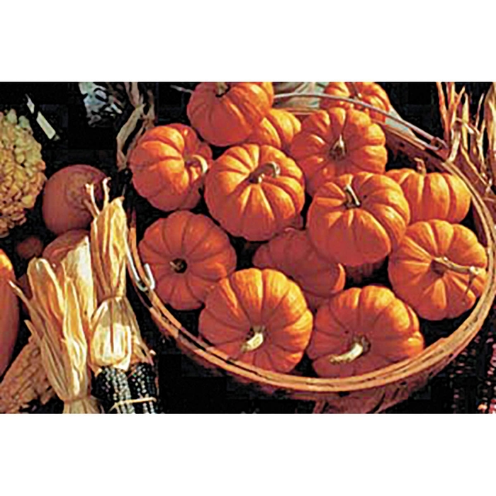 Jack Be Little - Pumpkin from Bloomfield Garden Center