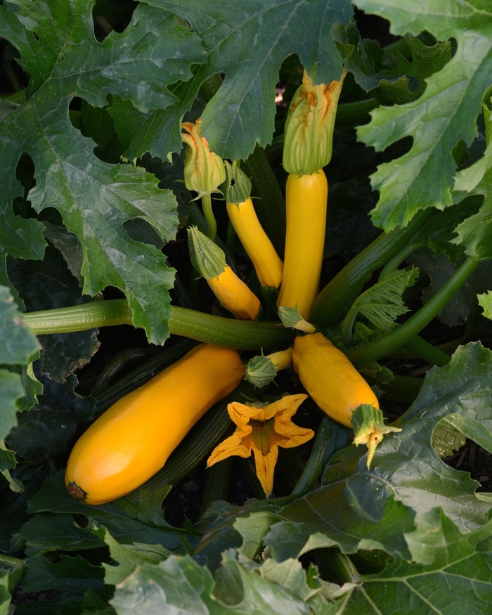 Easy Pick Gold Zucchini - Squash - Summer from Bloomfield Garden Center