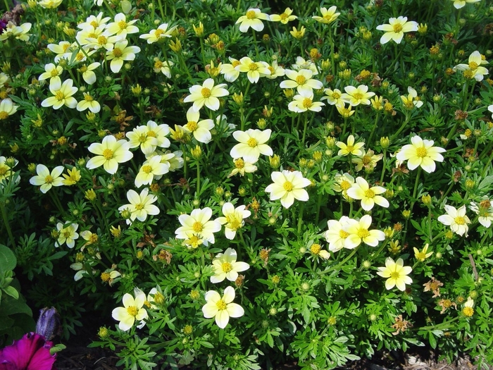 Spicy Electric White - Bidens ferulifolium from Bloomfield Garden Center