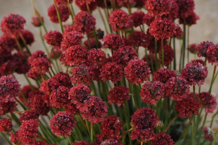 Morning Star Deep Rose - Armeria Maritima from Bloomfield Garden Center