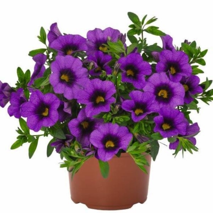 Bloomtastic Purple - Calibrachoa from Bloomfield Garden Center